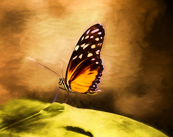 Monarch-Butterfly-Steven-Michael-Photography-and-Art